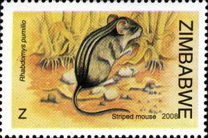 Colnect-554-149-Striped-Mouse-Rhabdomys-pumilio.jpg