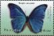 Colnect-3478-556-Morpho-amatonte.jpg