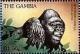 Colnect-4711-602-Mountain-gorilla.jpg