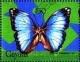 Colnect-4743-760-Morpho-deidamia.jpg