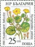 Colnect-732-677-Nymphoides-peltata.jpg