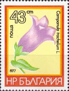 Colnect-4204-932-Campanula-trachelium.jpg