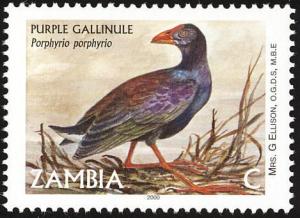 Colnect-1502-687-Purple-Swamphen-Porphyrio-porphyrio.jpg