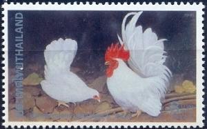 Colnect-2224-392-White-Bantams-Gallus-gallus-domesticus.jpg