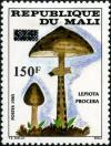 Colnect-2527-087-Parasol-Mushroom-Lepiota-procera.jpg