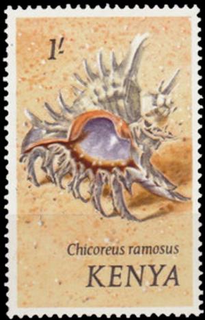 Colnect-4500-606-Ramose-Murex-Chicoreus-ramosus.jpg