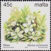 Colnect-3094-282-Myrtus-communis.jpg