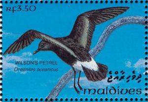 Colnect-1428-100-Wilson-s-Storm-petrel-Oceanites-oceanicus.jpg