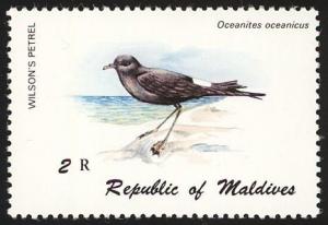 Colnect-1631-839-Wilson-s-Storm-petrel-Oceanites-oceanicus.jpg