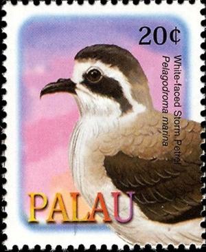 Colnect-3520-959-White-faced-Storm-Petrel%C2%A0-%C2%A0Pelagodroma-marina.jpg