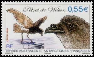 Colnect-889-475-Wilson-s-Storm-petrel-Oceanites-oceanicus.jpg