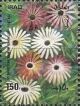 Colnect-2588-967-Mesembyranthemum-sparkles-without-white-border.jpg