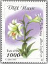 Colnect-1656-032-White-Madonna-Lily-Lilium-Longiflorum.jpg