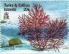 Colnect-5767-871-Pinnate-spiny-sea-fan.jpg