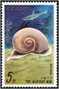 Colnect-1375-185-Sea-Snail-Natica-fortunei.jpg