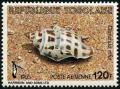 Colnect-3348-321-Sea-Snail-Clavatula-nifat.jpg