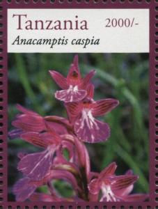 Colnect-3055-681-Anacamptis-caspia.jpg