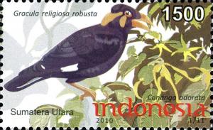 Colnect-1565-322-Nias-Hill-Myna-Gracula-religiosa-robusta.jpg