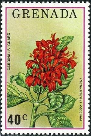 Colnect-5687-364-Cardinal%E2%80%99s-guard-flower.jpg