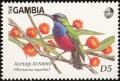 Colnect-1462-493-Superb-Sunbird-Nectarinia-superba.jpg