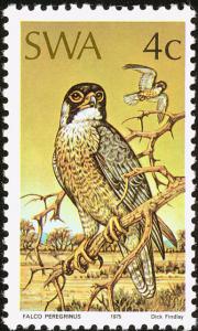 Peregrine-Falcon-nbsp--nbsp--nbsp--nbsp-Falco-peregrinus.jpg