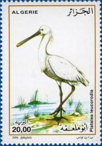 Colnect-465-393-White-Spoonbill-Platalea-leucorodia.jpg