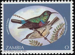 Colnect-1502-670-Mariqua-Sunbird-Cinnyris-mariquensis.jpg