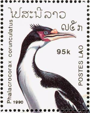 Colnect-1614-680-Rough-faced-Shag-nbsp-Phalacrocorax-corunculatus-.jpg