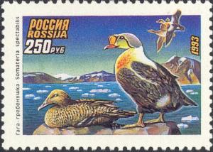 Colnect-2811-353-King-Eider-nbsp-Somateria-spectabilis.jpg