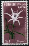 Colnect-1550-388-Pancratium-trianthum.jpg