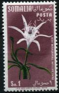 Colnect-1550-388-Pancratium-trianthum.jpg