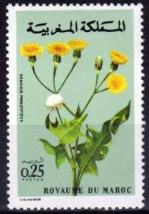 Colnect-1894-864-Sonchus-pinatifidus.jpg