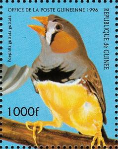 Colnect-3804-310-Zebra-Finch-Taeniopygia-guttata.jpg