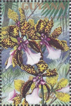 Colnect-1701-236-Oncidium-lanceanum.jpg