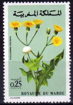 Colnect-1894-864-Sonchus-pinatifidus.jpg