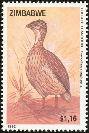 Colnect-2343-072-Crested-Francolin-Francolinus-sephaena.jpg