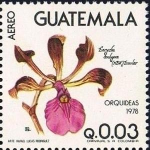 Colnect-2651-992-Encyclia-cordigera.jpg