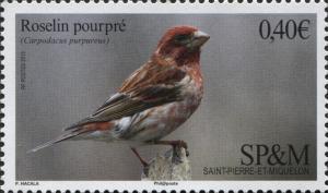 Colnect-3241-382-Purple-Finch--Carpodacus-purpureus.jpg