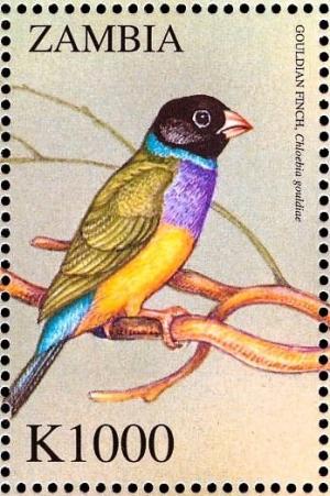 Colnect-3507-660-Gouldian-Finch%C2%A0-%C2%A0Erythrura-gouldiae.jpg