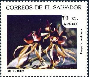 Colnect-4033-096-Encyclia-cochleata.jpg