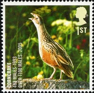 Colnect-521-211-Corncrake-Crex-crex-.jpg