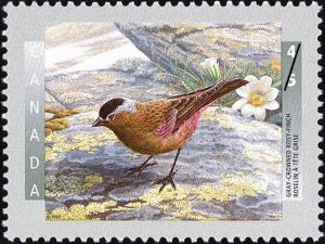 Colnect-588-662-Gray-crowned-Rosy-finch-Leucosticte-arctoa-tephrocotis-.jpg