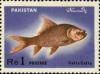 Colnect-1192-896-Major-Indian-Carp-Catla-catla.jpg