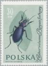 Colnect-2665-824-Violet-Ground-Beetle-Carabus-violaceus.jpg