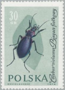 Colnect-2665-824-Violet-Ground-Beetle-Carabus-violaceus.jpg