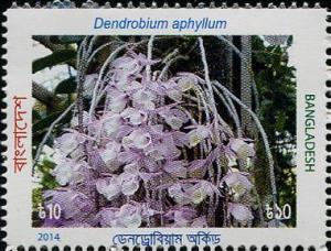 Colnect-2463-313-Dendrobium-aphyllum.jpg