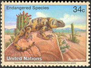 Colnect-2571-477-San-Esteban-Island-Chuckwalla-Sauromalus-varius.jpg