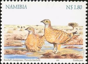 Colnect-3744-555-Burchell-s-Sandgrouse-Pterocles-burchelli.jpg