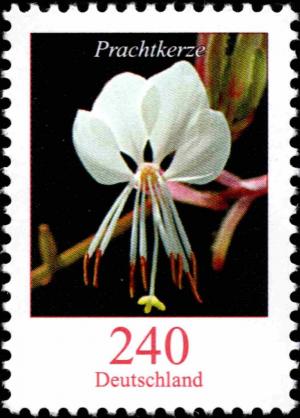 Colnect-5205-800-Gaura-lindheimeri---White-Gaura.jpg