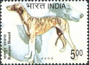 Colnect-542-339-Rampur-Hound-Canis-lupus-familiaris.jpg